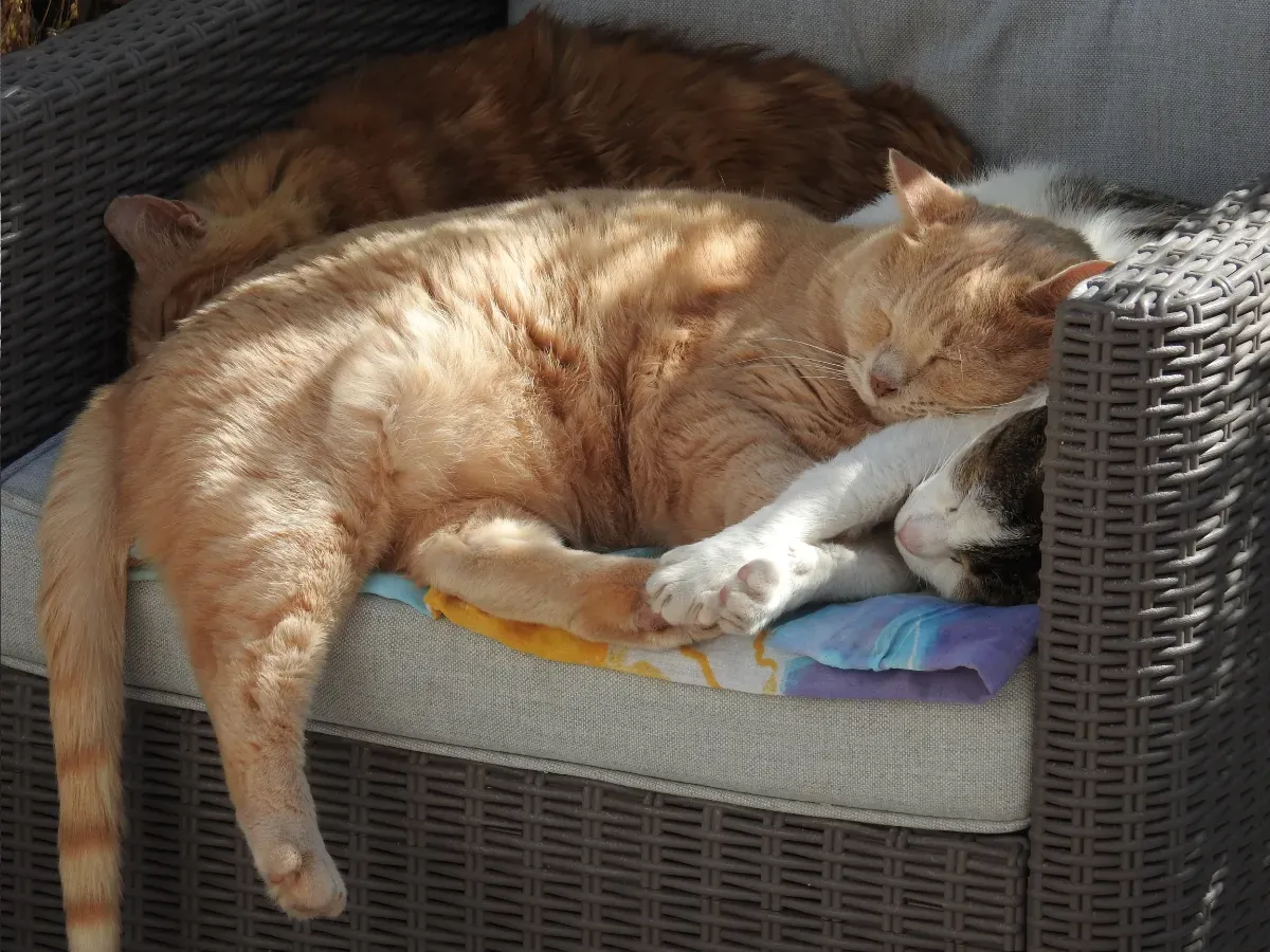 Cats on sentry duty