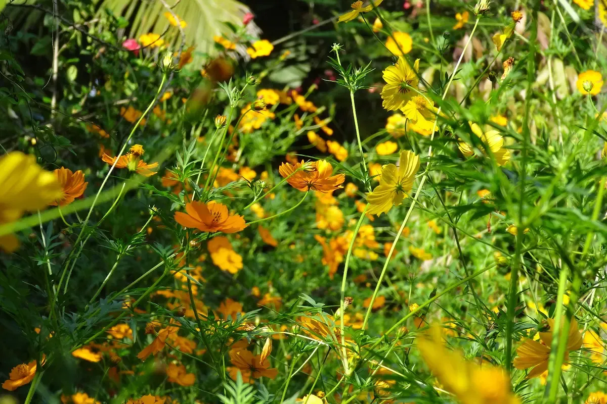 Yellow and Orange Cosmos