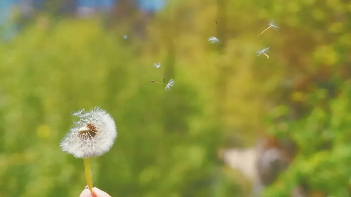 Dandelion seeds floating in wind
