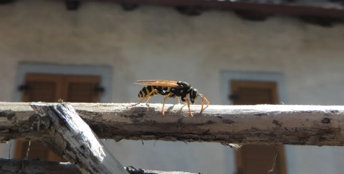 A European Paper Wasp on a wooden trellis