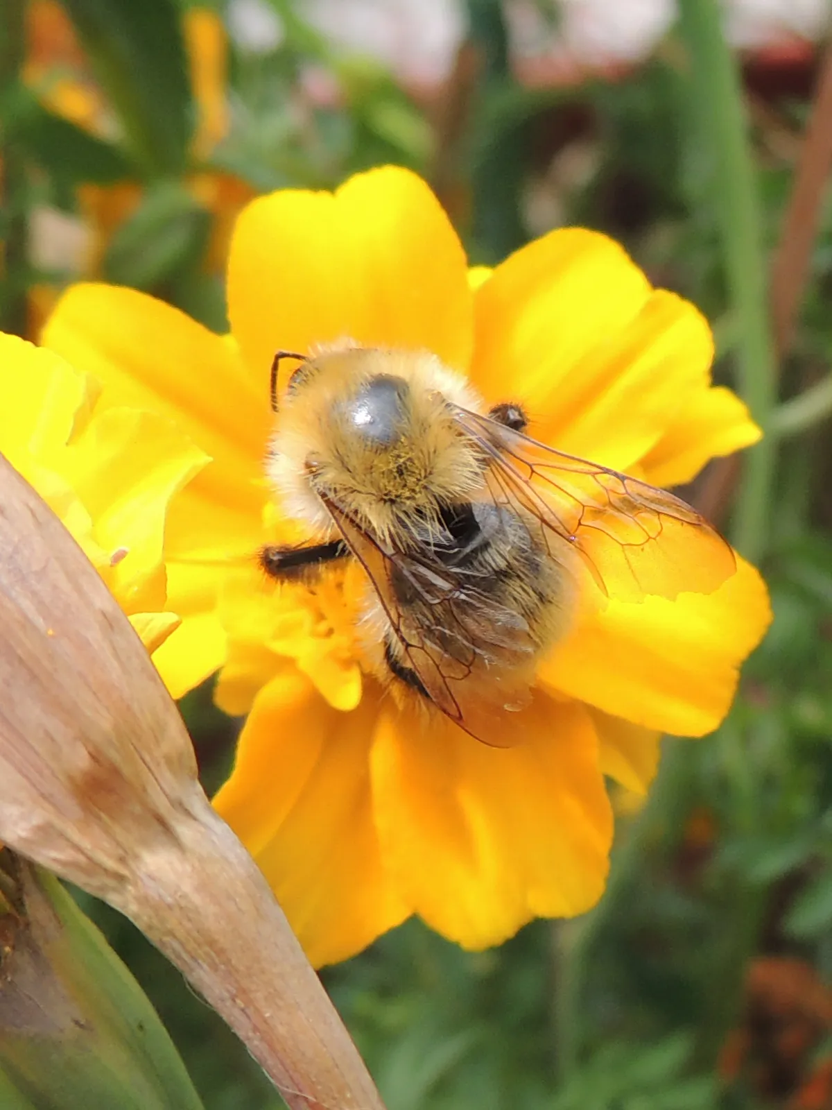 Bee on marigold