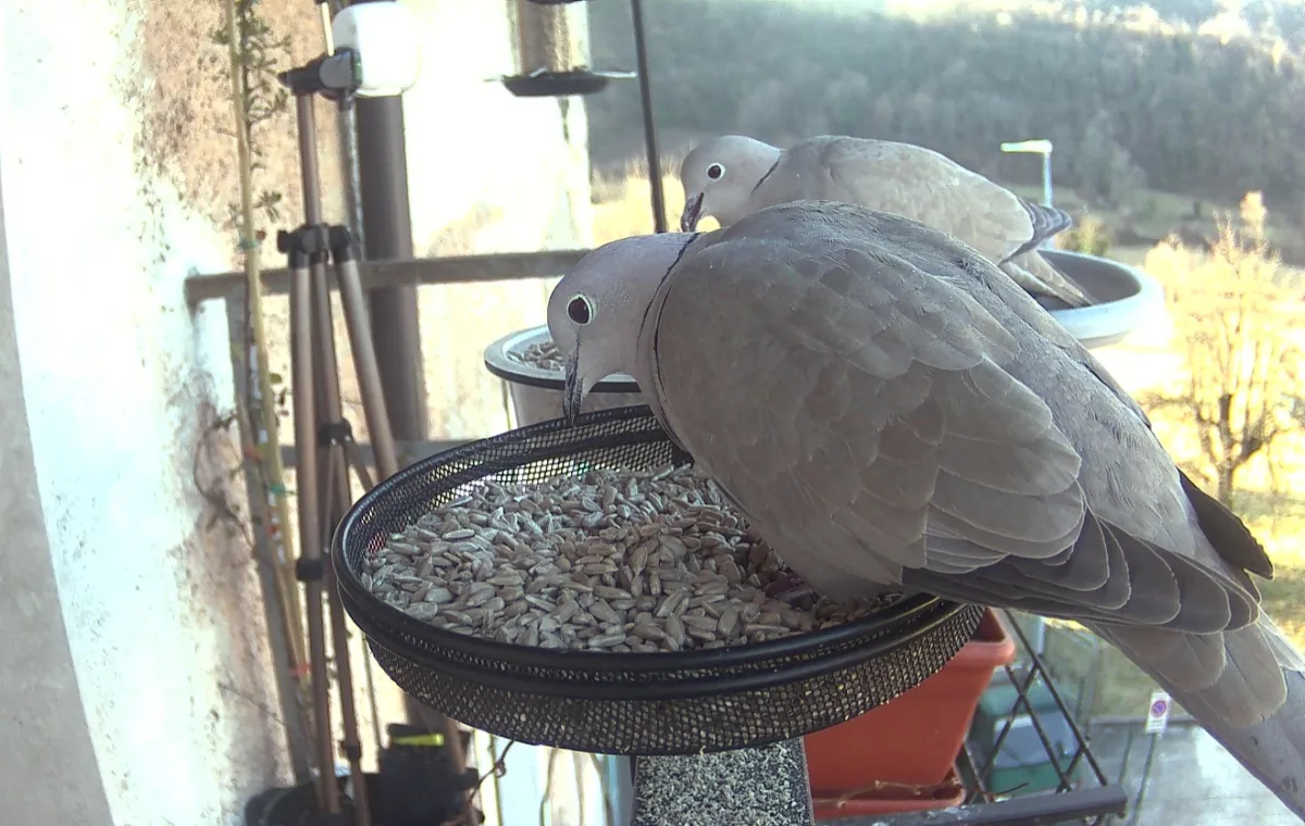 Eurasian Collared Doves