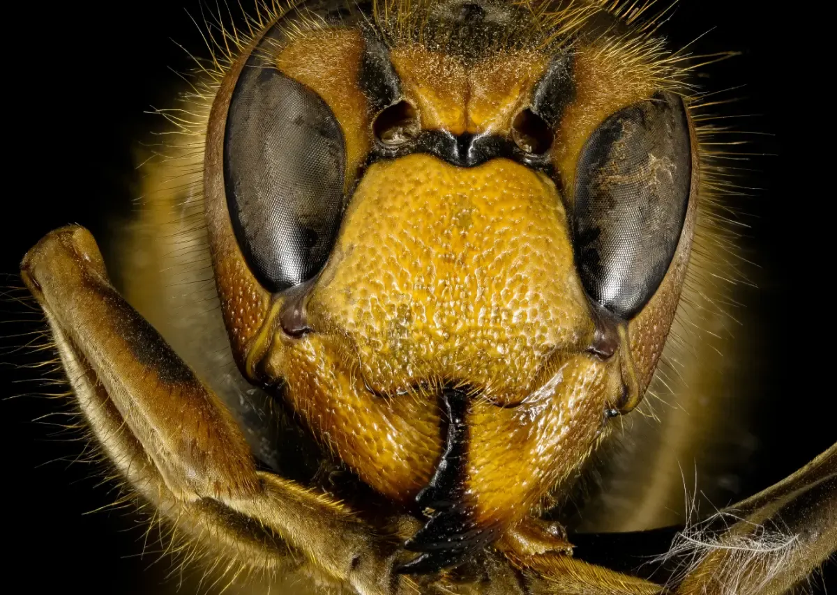 European Hornet - close up of face