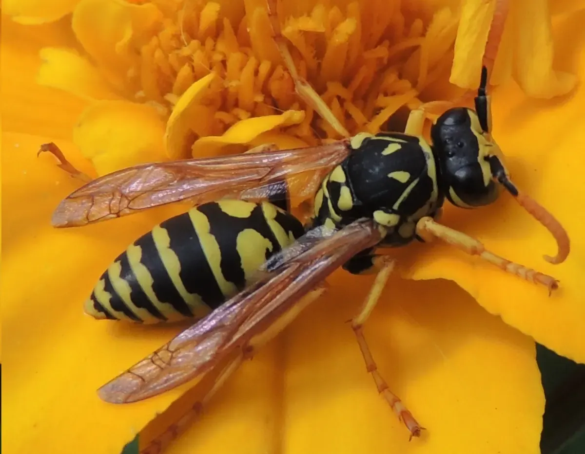 European Paper Wasp on a yellow marigold