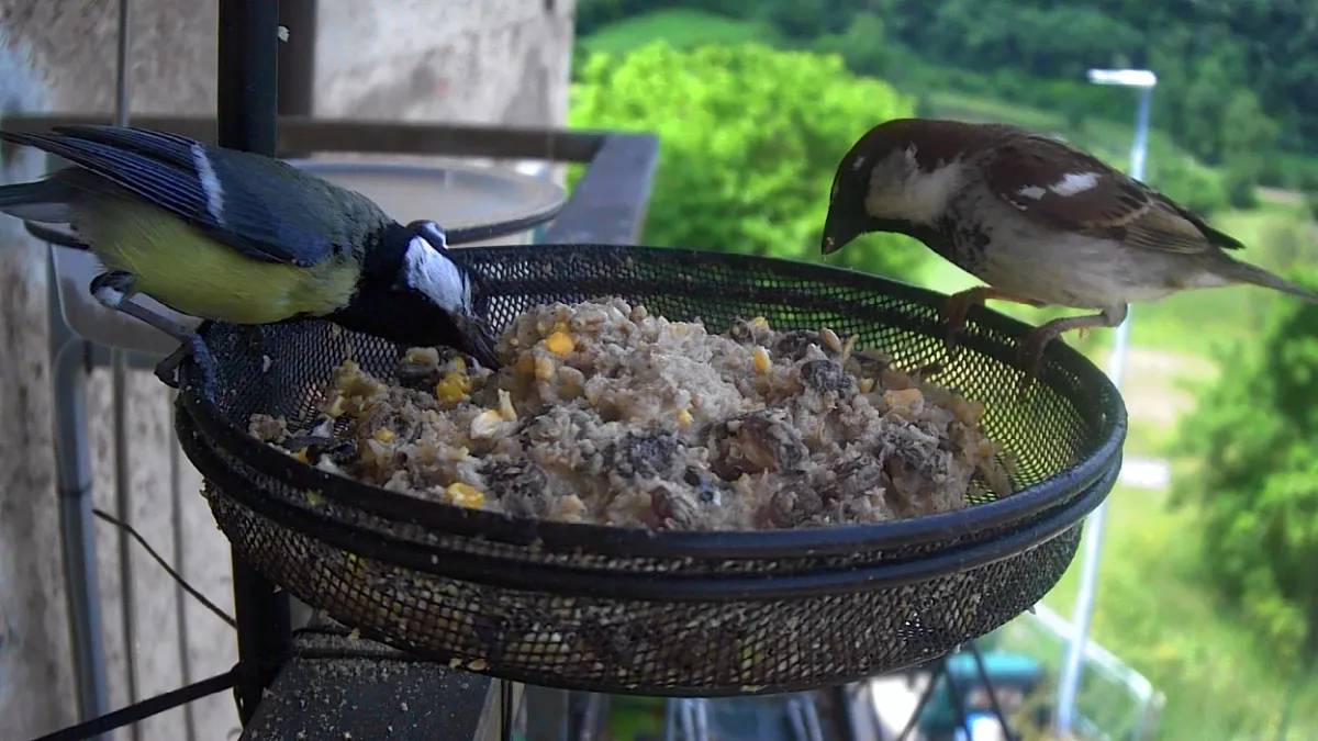 A Great Tit and an Italian Sparrow at a bird feeder