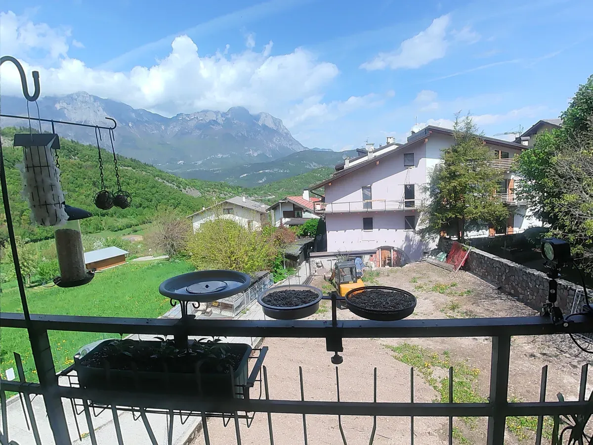 My Balcony Birdfeeder in the Italian Alps
