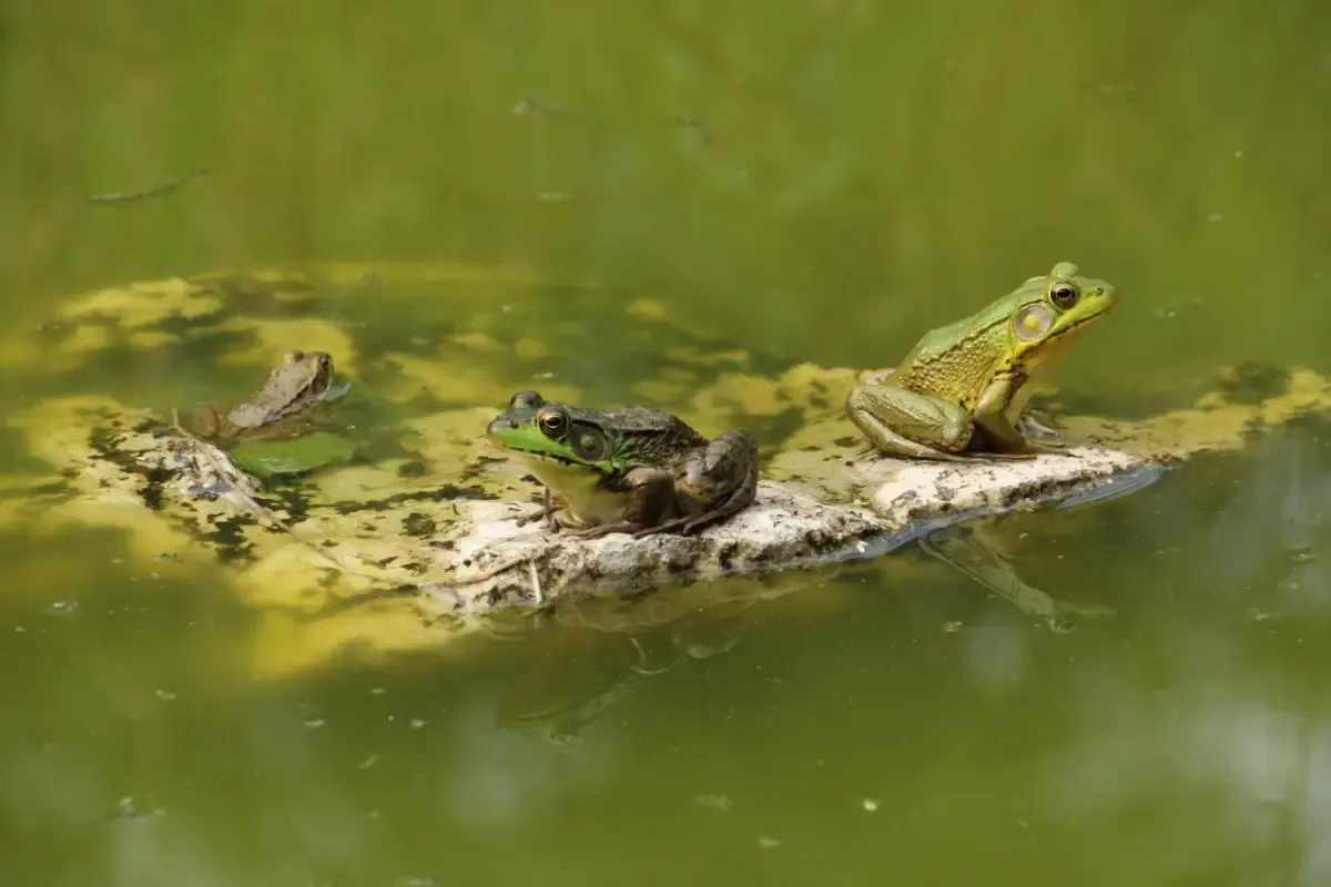 Frogs sitting on some weeds in a pond