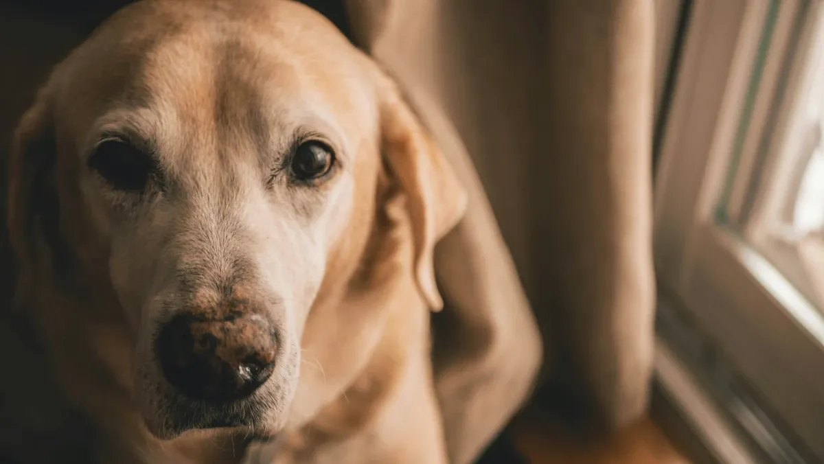 A Golden Labrador