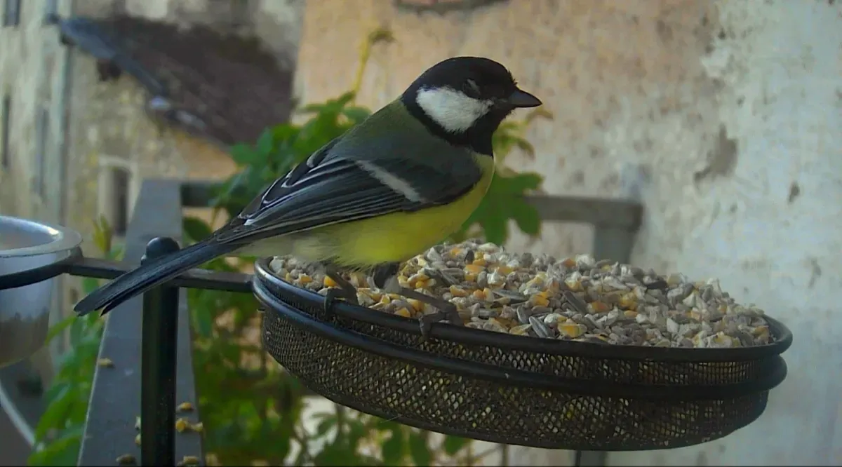great-tit