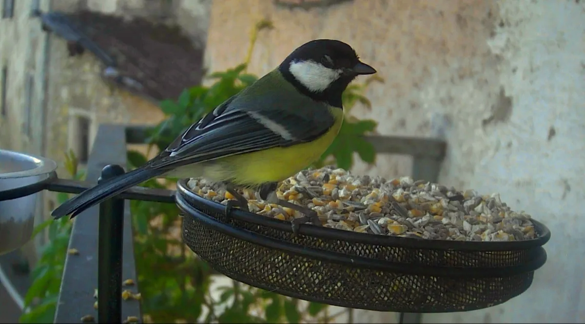 A Great Tit on a Birdfeeder