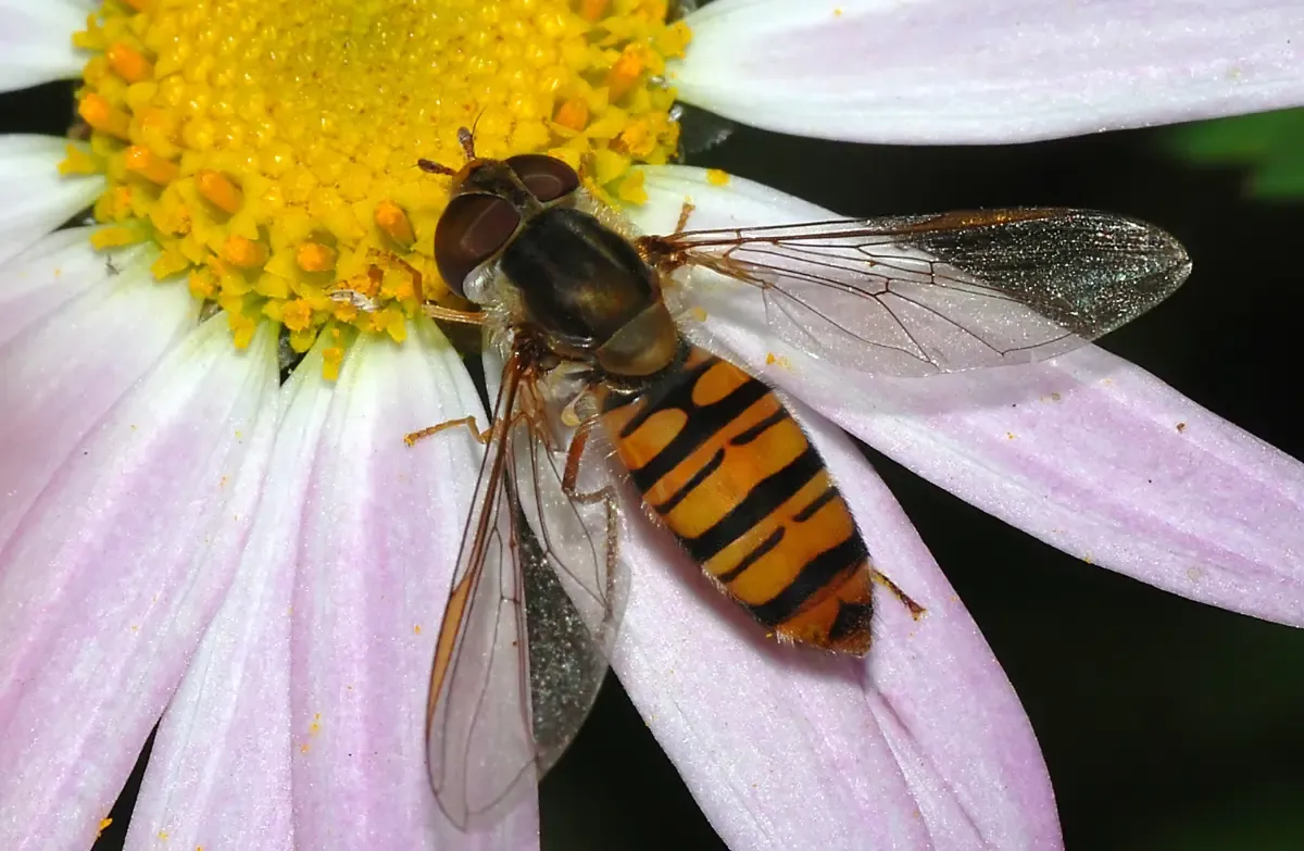 Hover fly on a pink flower