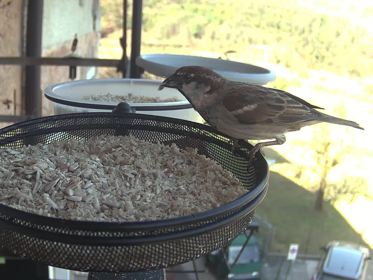 Italian sparrow at bird feeder