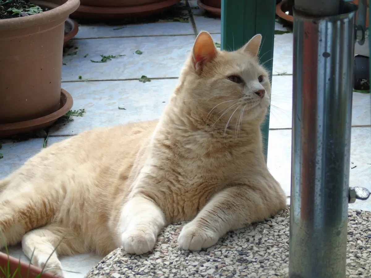 Jasper a beige coloured cat lying on the ground