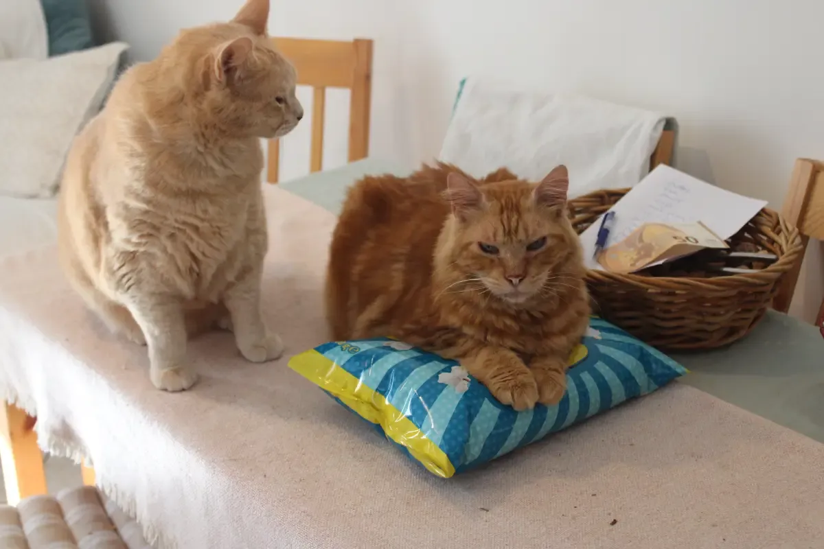 Larry guarding a packet of popcorn