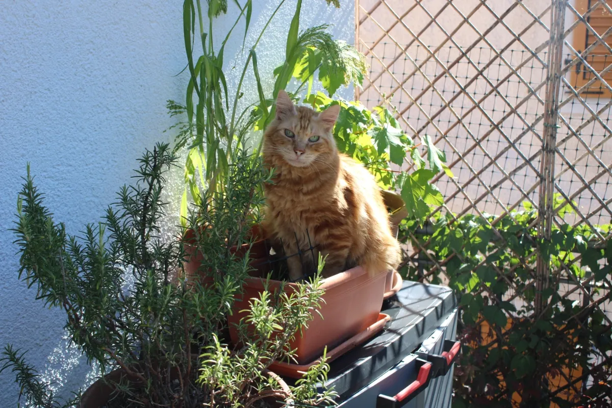 Larry the cat sitting in the Flower pot