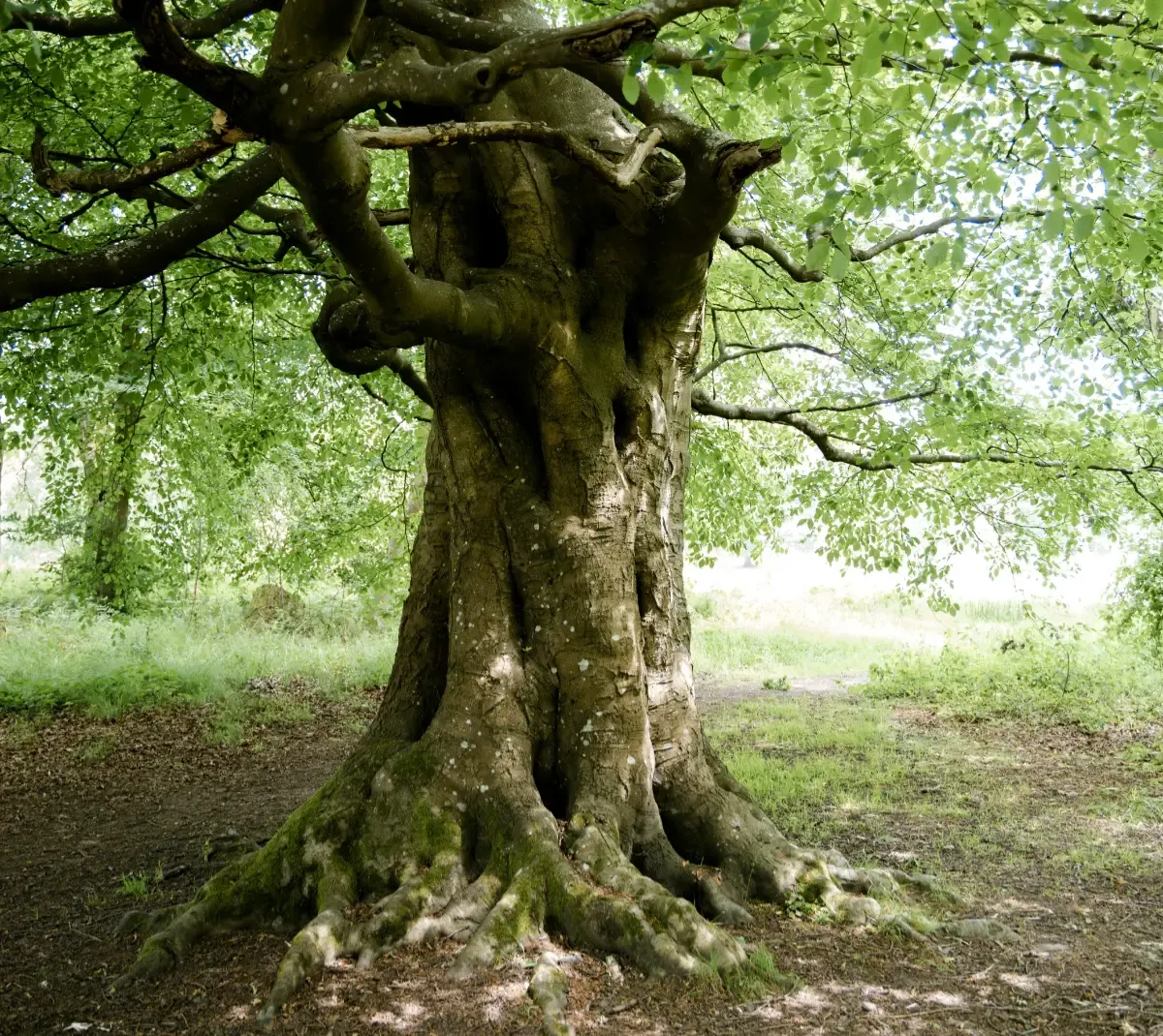 Photo of an old tree
