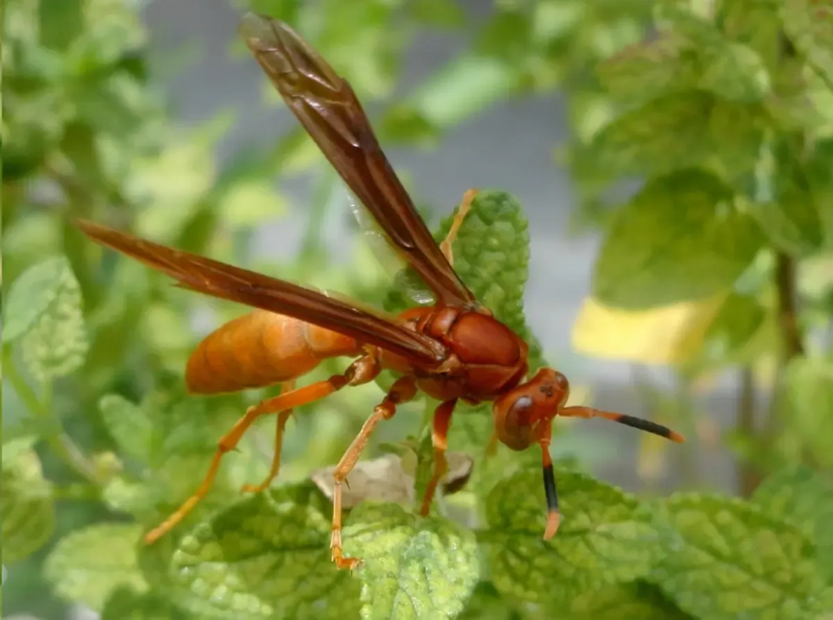 A Red Wasp on a leafy plant
