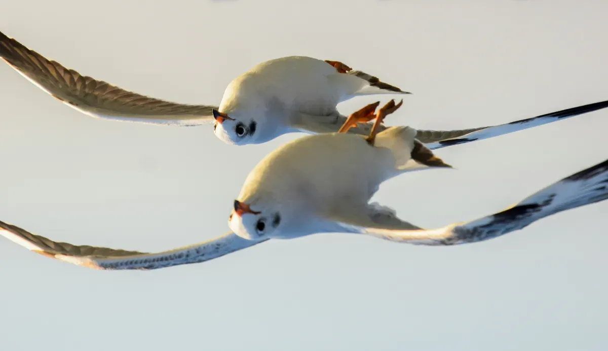 Seagulls flying upside down (rotated photo)