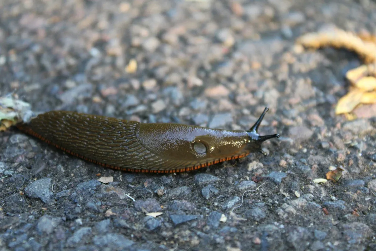 A Slug