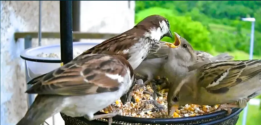 Italian Sparrows