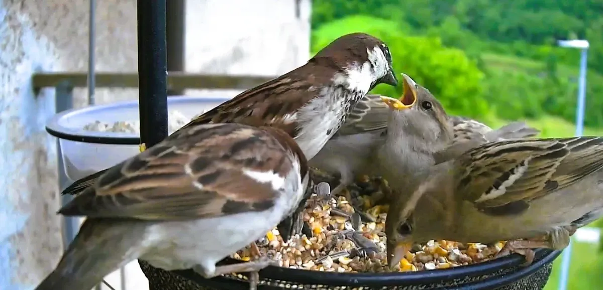 Italian sparrows