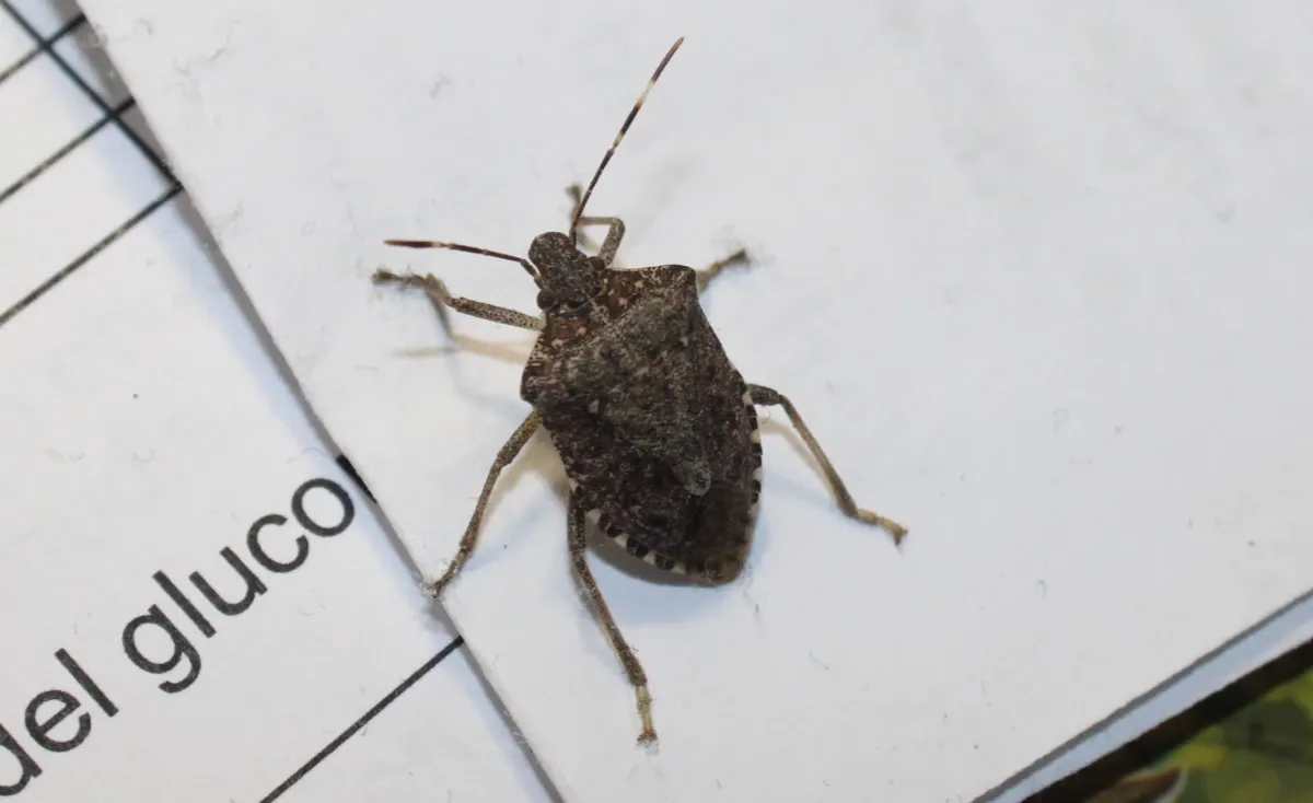 Adult Stink Bug on a piece of paper on desk