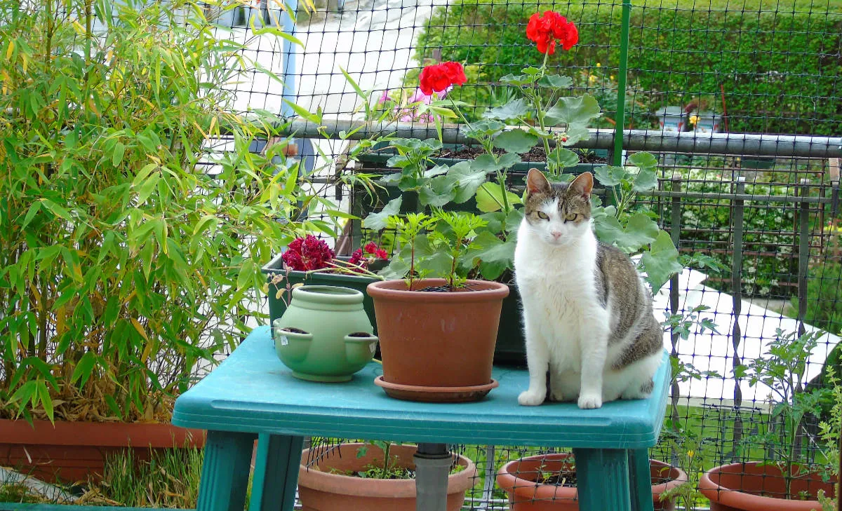 Tippy on Table