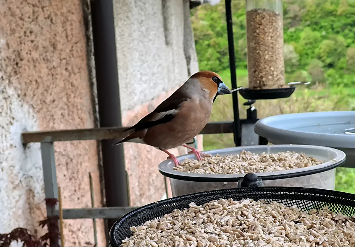 Hawfinch at a balcony birdfeeder in the Italian Alps