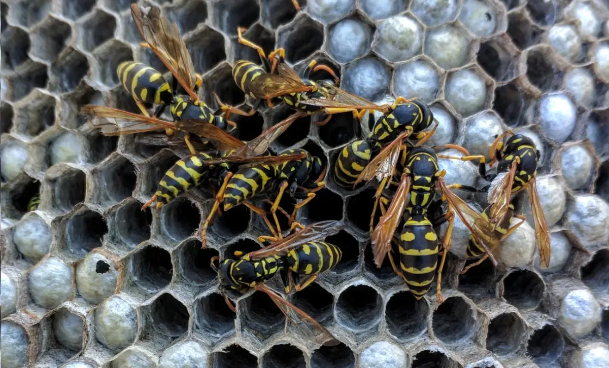 Wasp nest