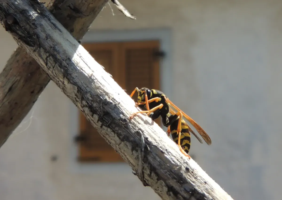 A European Paper Wasp stripping wood off a trellis.