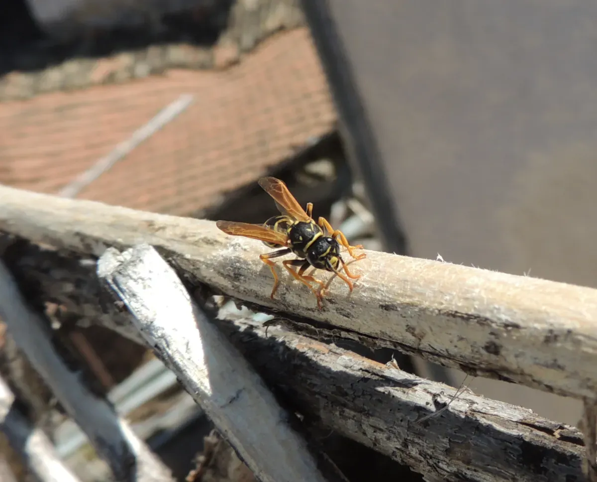 A European Paper Wasp stripping wood off a trellis