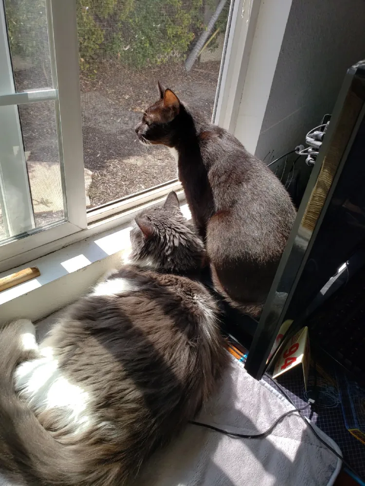 A dark brown cat and a gray and white cat looking out a window.