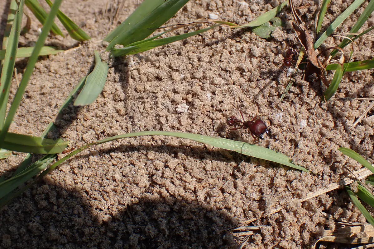ants!!