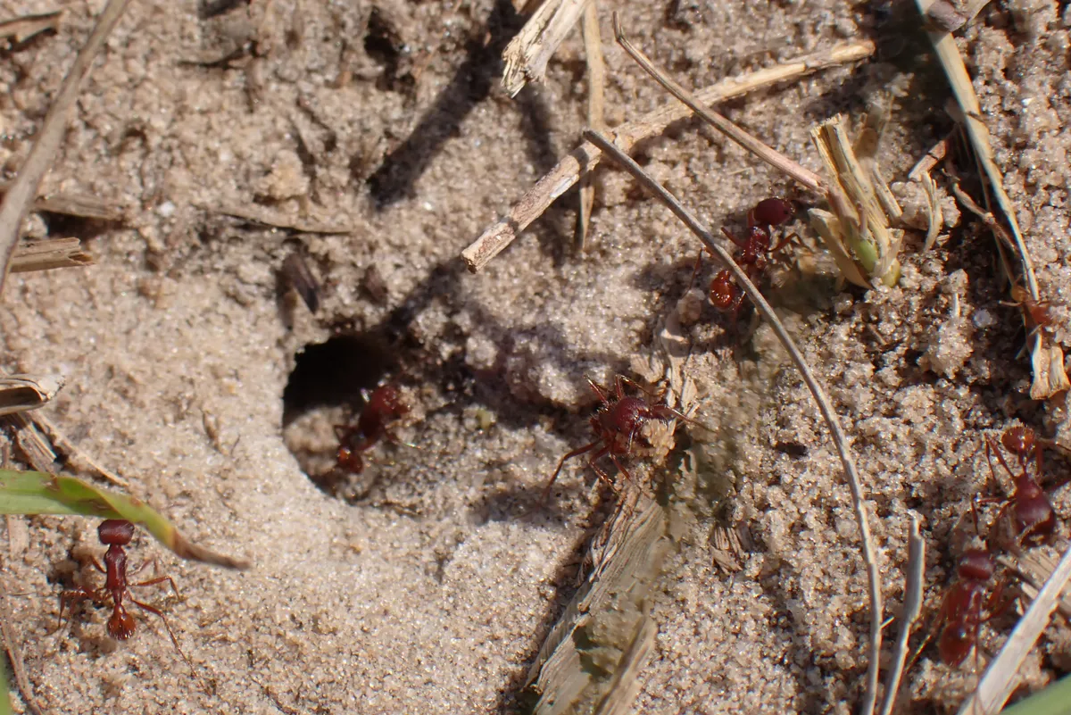 ants!