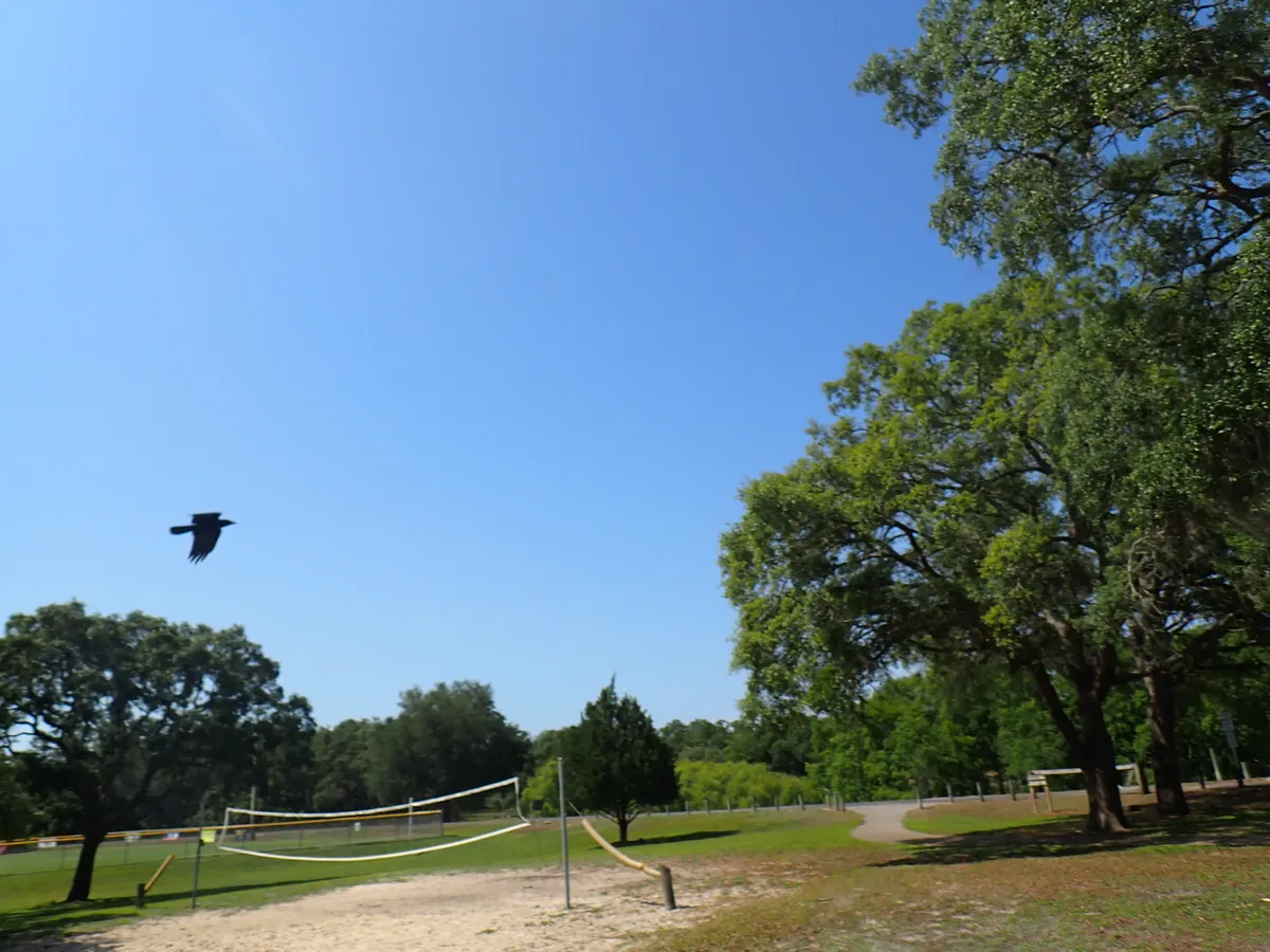 bird again