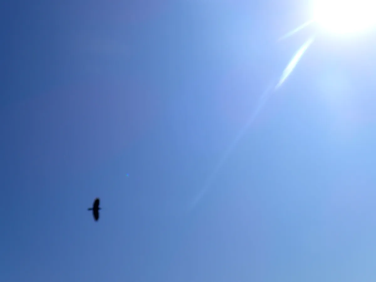 bird
