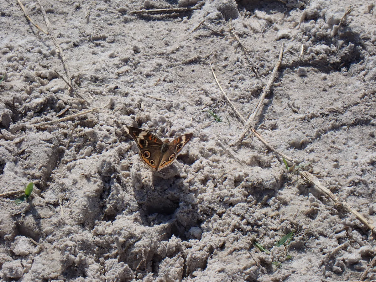 butterfly