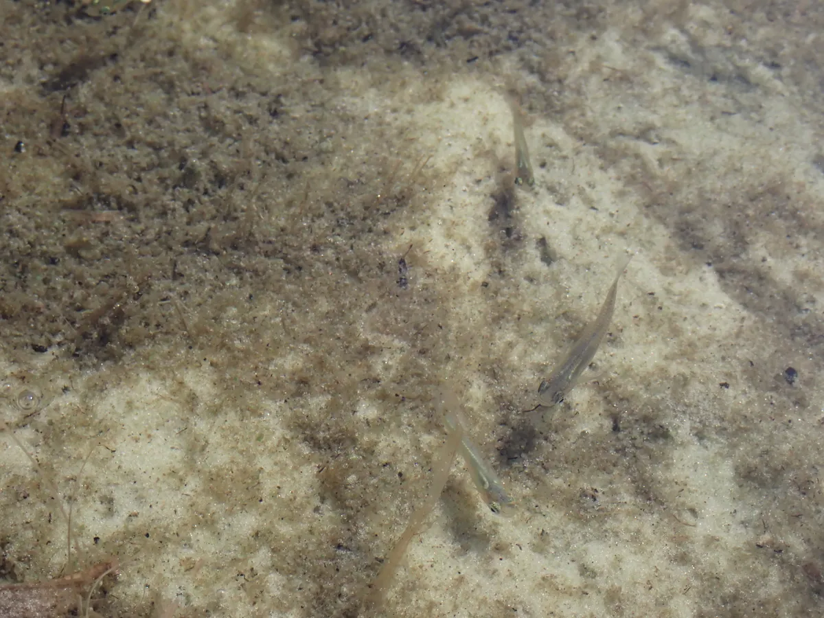 fishyyy