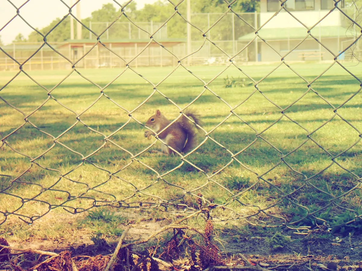 hungry squirll