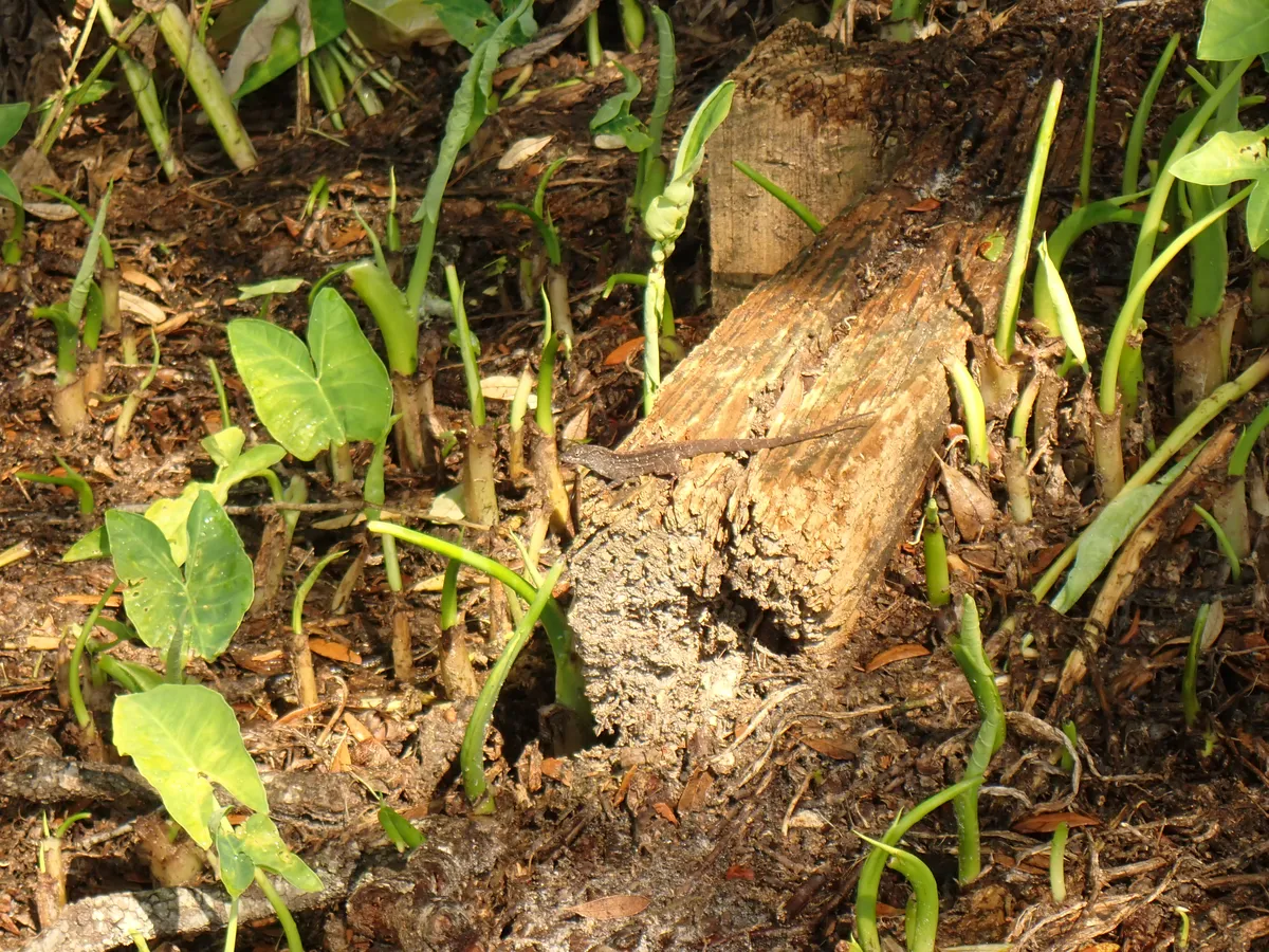 lizard