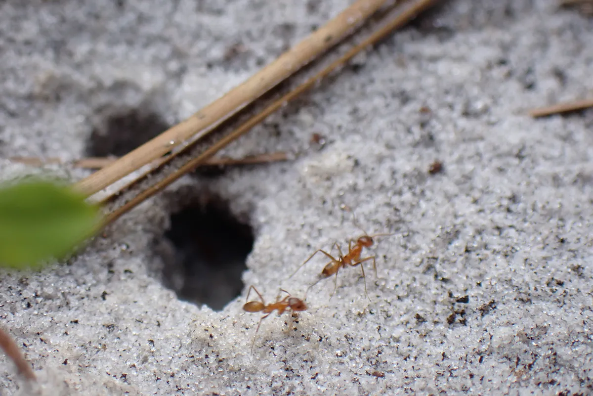 moreants