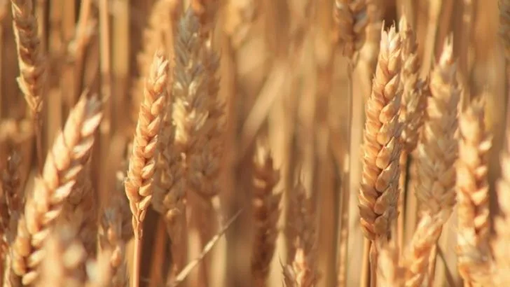 La FAO advierte de un crecimiento de las siembras de trigo para 2019 - Agronews (1)