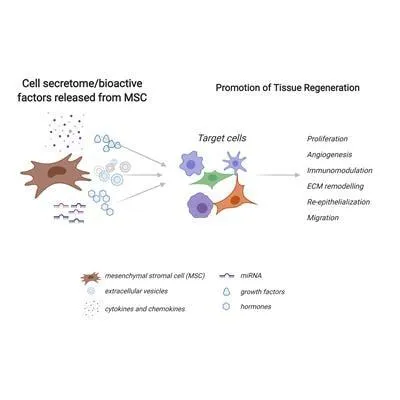 MSC secretome and extracellular vesicles in tissue regeneration