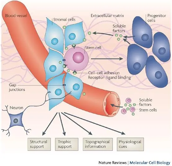 Tissue microenvironment showing extracellular matrix, stromal cells, stem cells and signalling