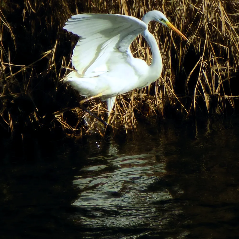 PHOTO | One of these things is not like the other: Migratory birds on the Birzava River
