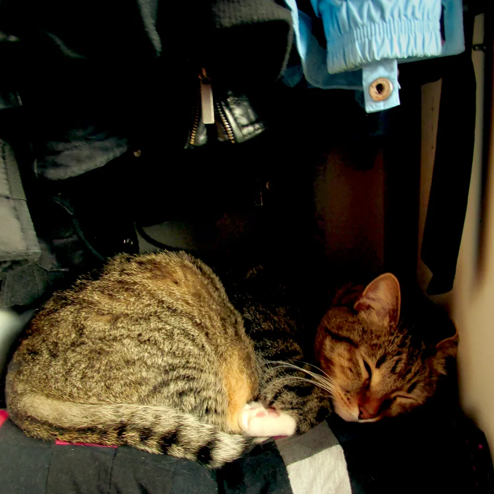 May intermission: Blooming tree and sleeping cat