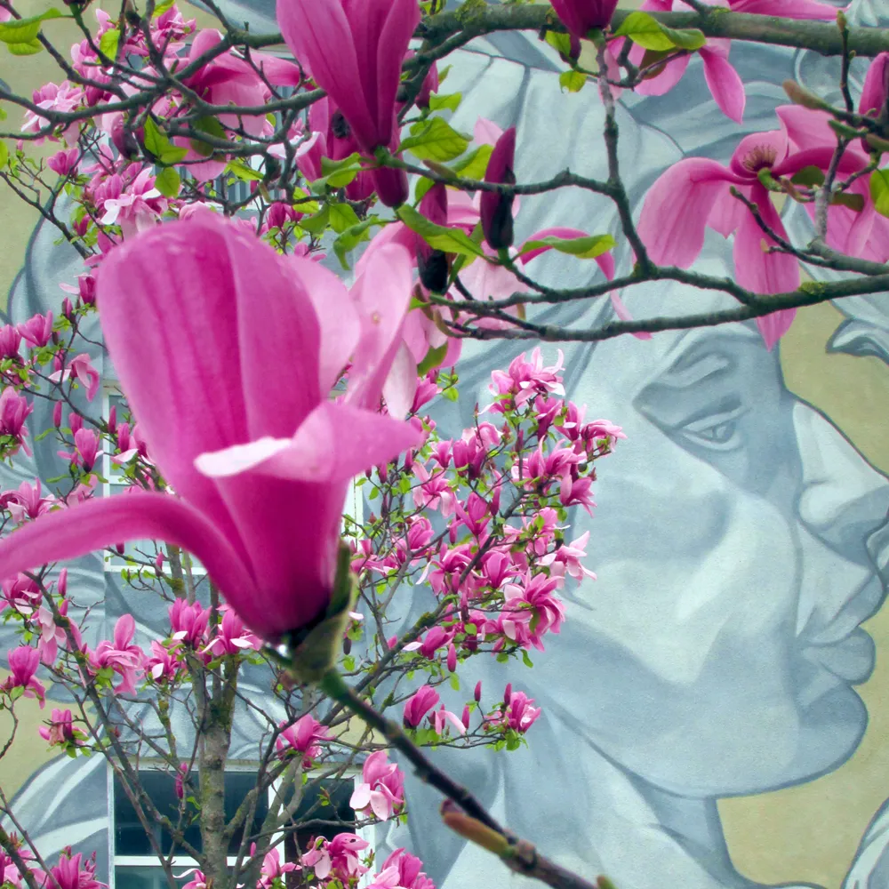April 2026 | Cats, flowers and spring celebrations