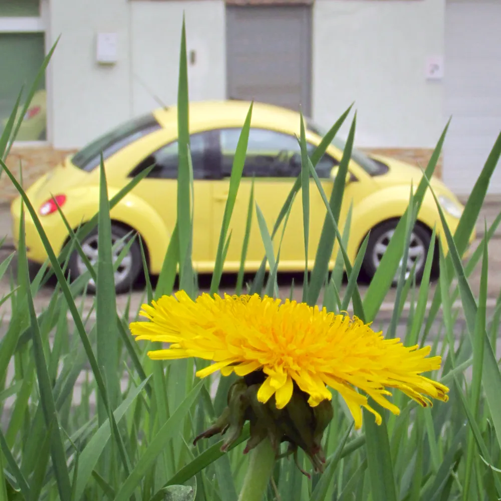 April 2026 | Cats, flowers and spring celebrations