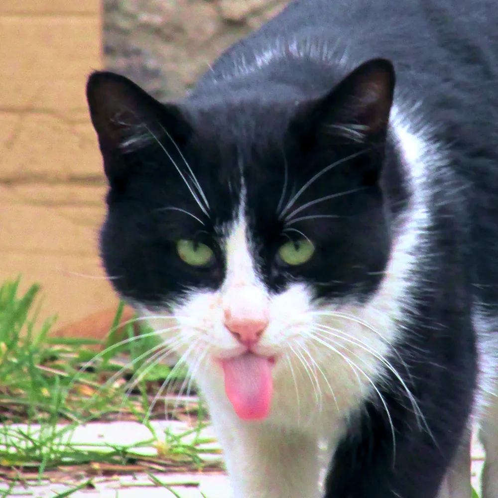 April 2026 | Cats, flowers and spring celebrations