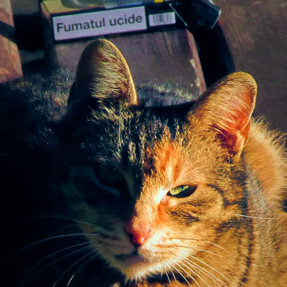 April 2026 | Cats, flowers and spring celebrations